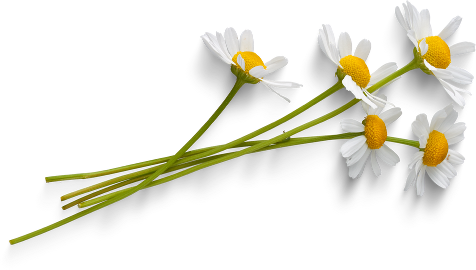 Chamomil flowers